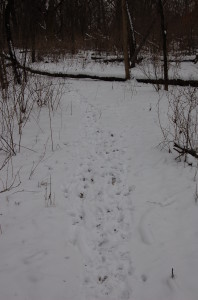 one of the many trails cut from bedding to food that I have cut, obviously deer are using it