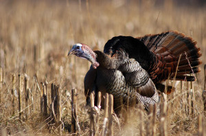 Photo Credit: Brian Machanic/National Wild Turkey Federation