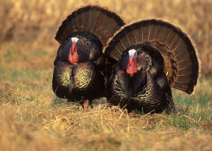 eastern-turkey